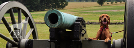 Tavish at Gettysburg