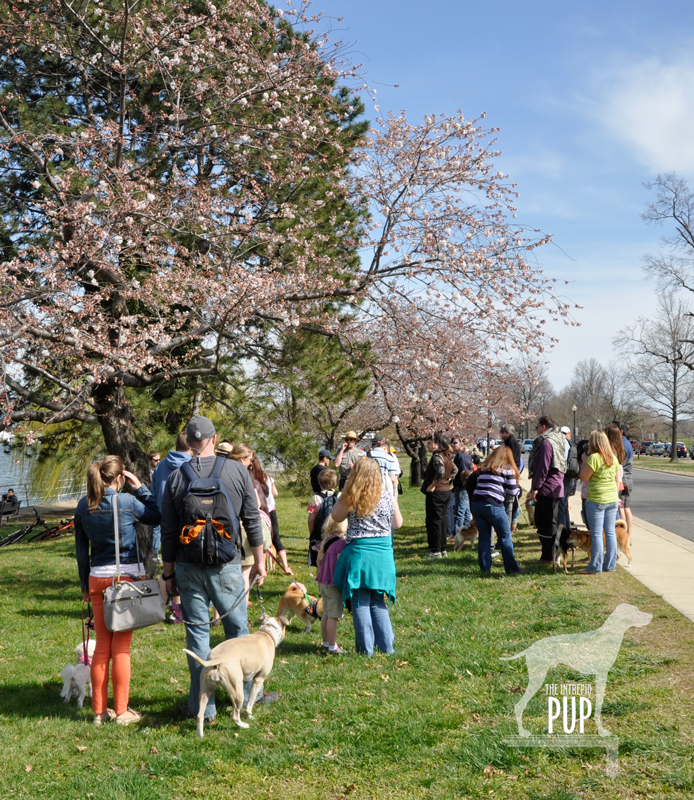 Pet-friendly walking tours