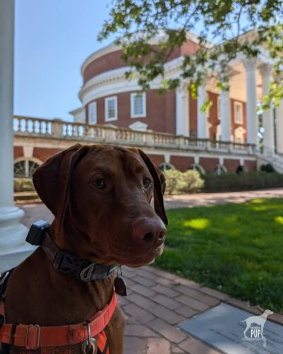 🌎 This morning’s #WITWW mystery photo placed Yonder as big dog on campus at . . . the University of Virginia in Charlottesville. Conceptualized by Thomas Jefferson and chartered in 1819, his Academical Village also became the first (and only U.S.) collegiate architecture to be internationally recognized as a UNESCO World Heritage Site.
