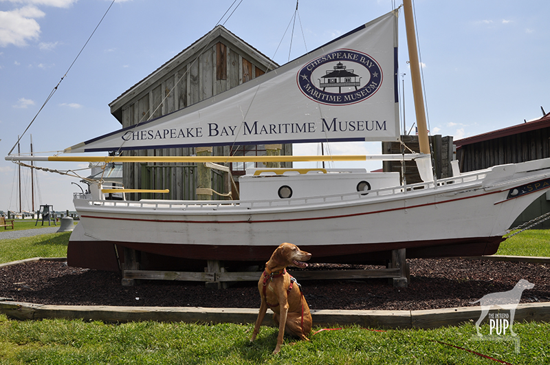 Tavish at the Chesapeake Bay Maritime Museum