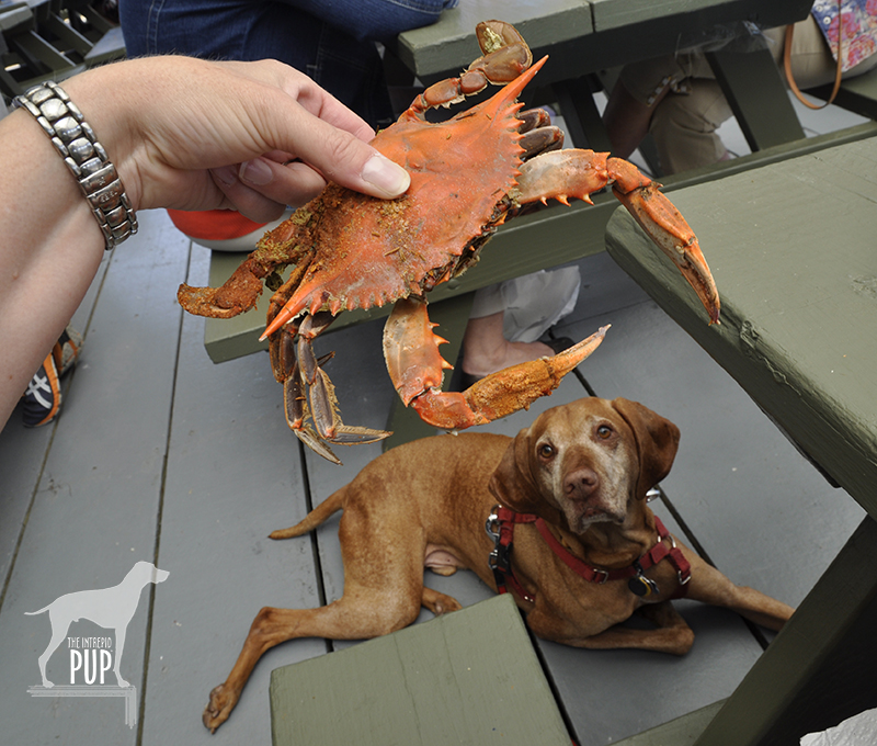 Tavish at the Crab Claw Restaurant