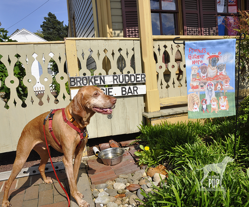 Tavish at the Broken Rudder Doggie Bar