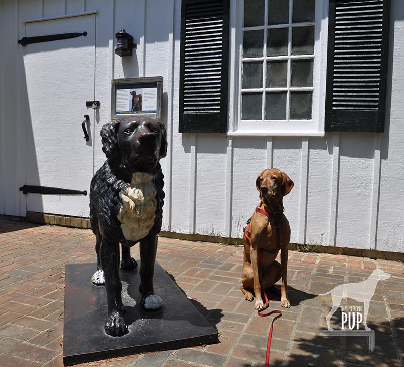 Tavish with Chesapeake Bay Retriever