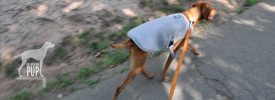 Tavish walking with his Ruffwear Swamp Cooler vest at Fort Ward