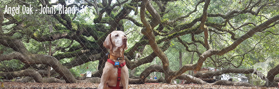 Tavish at Angel Oak tree