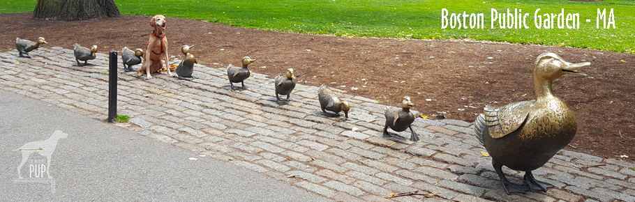 Tavish at Boston Public Garden