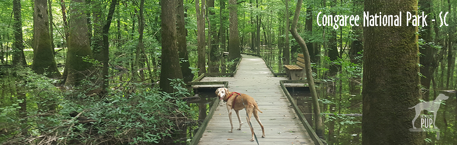 Tavish at Congaree National Park