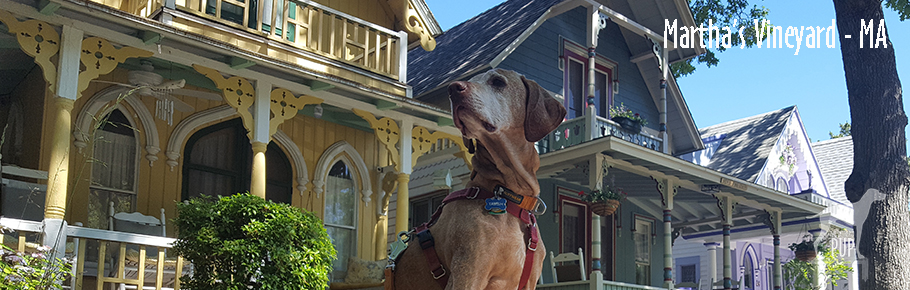 Tavish at Martha's Vineyard