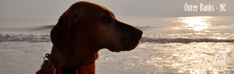 Tavish at the Outer Banks