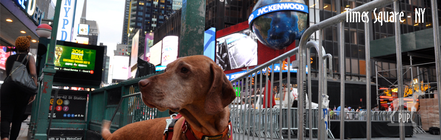 Tavish in Times Square