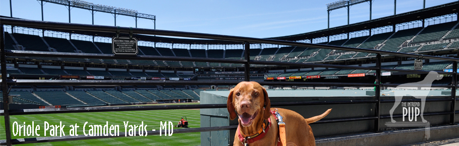 Tavish at Oriole Park at Camden Yards