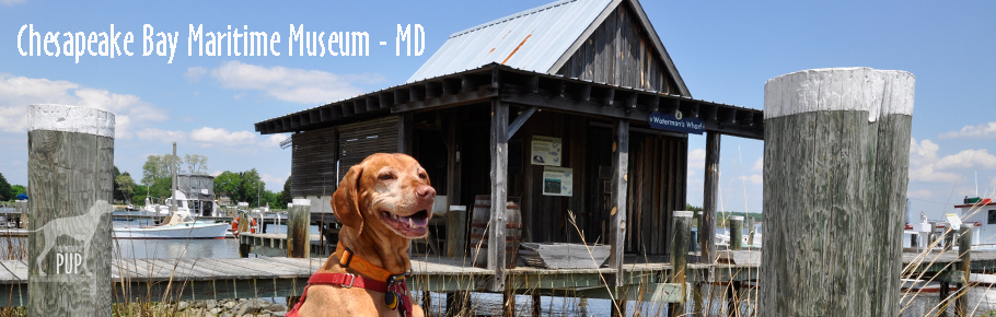 Tavish at the Chesapeake Bay Maritime Museum