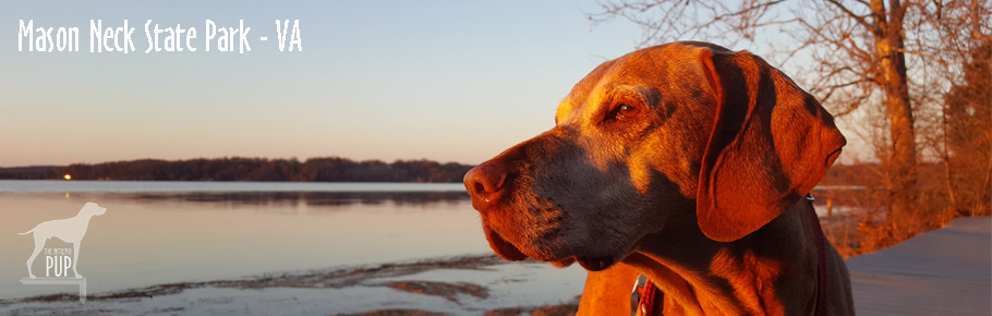 Tavish at Mason Neck