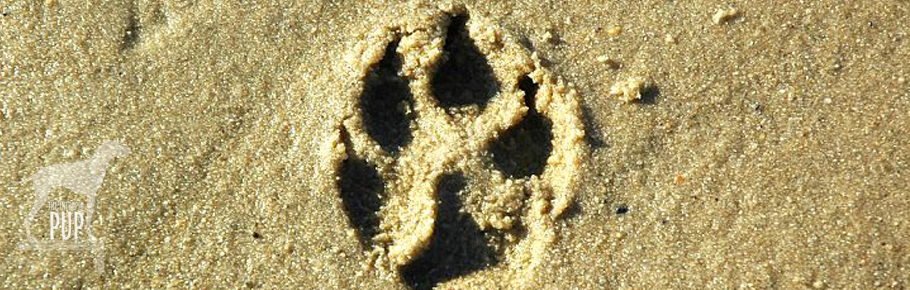 pawprint on the beach